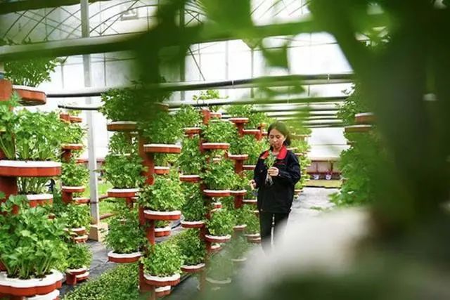 监控农业是马头人_农业监控系统用什么技术_农业监控
