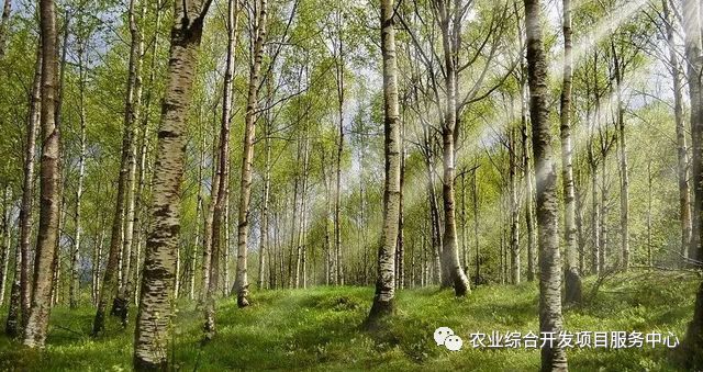 林业资源管理期刊_林业资源管理工作总结_林业资源