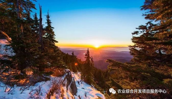 林业资源_林业资源管理期刊_林业资源管理工作总结