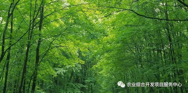 林业资源管理工作总结_林业资源_林业资源管理期刊